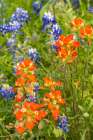 USA, Texas, Hill Country. Blooming bluebonnets and Indian paintbrush flowers. Art Print